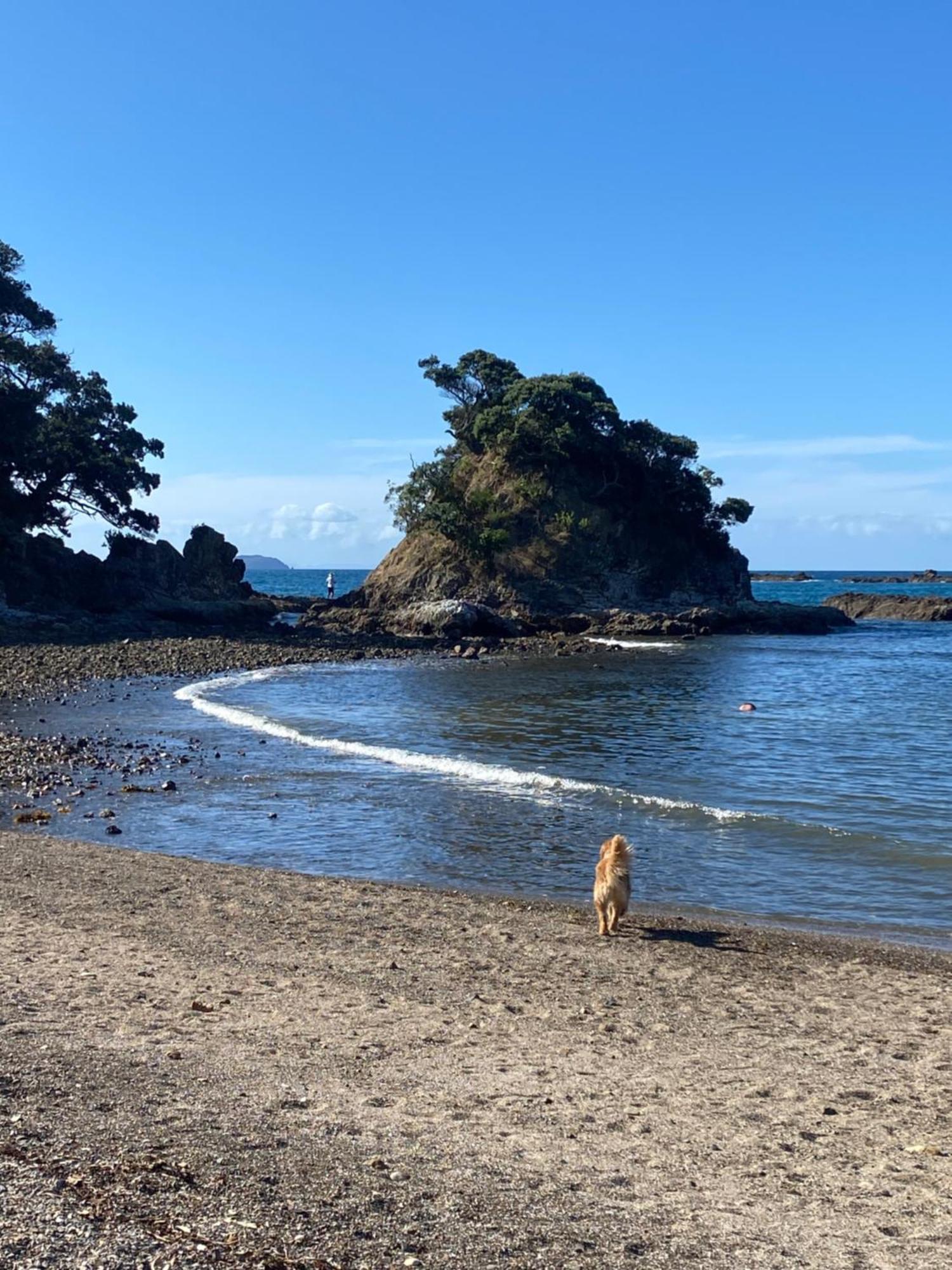 Kereru Cabin - Spectacular Seaviews, Rustic, Glamping Eco Adventure Palm Beach Exterior photo